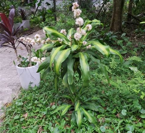 香龍血樹開花